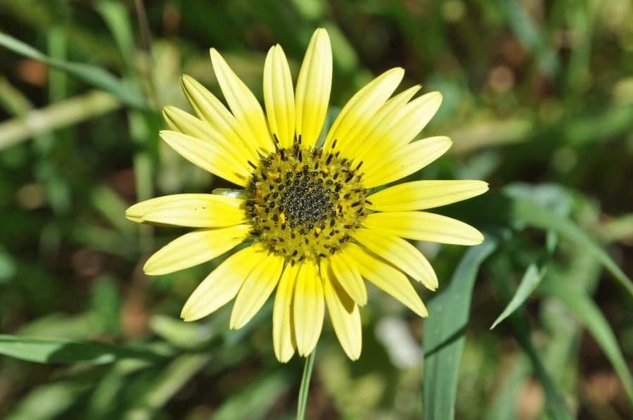 Kapringelblume 8