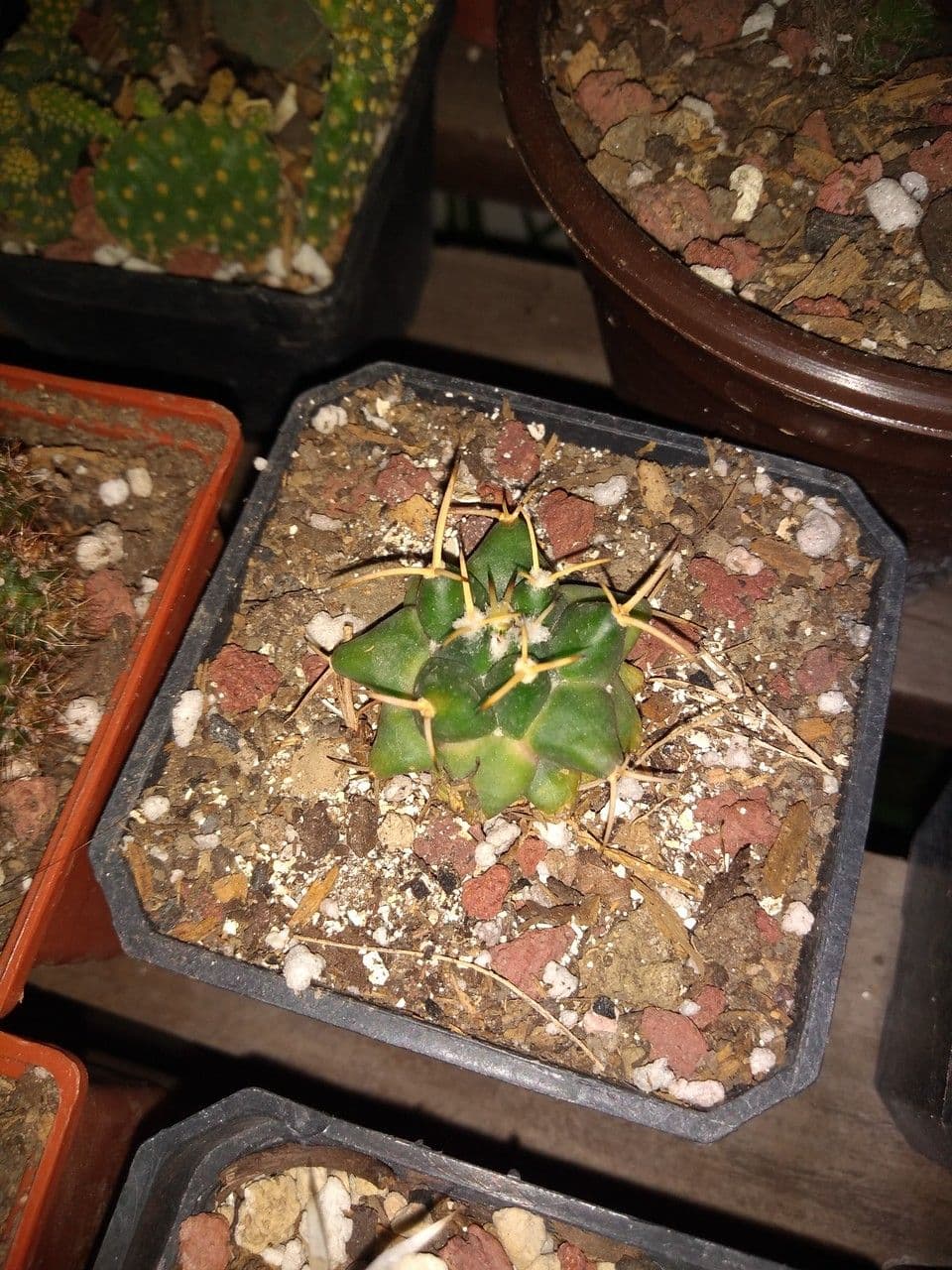 Cactus a palla 8