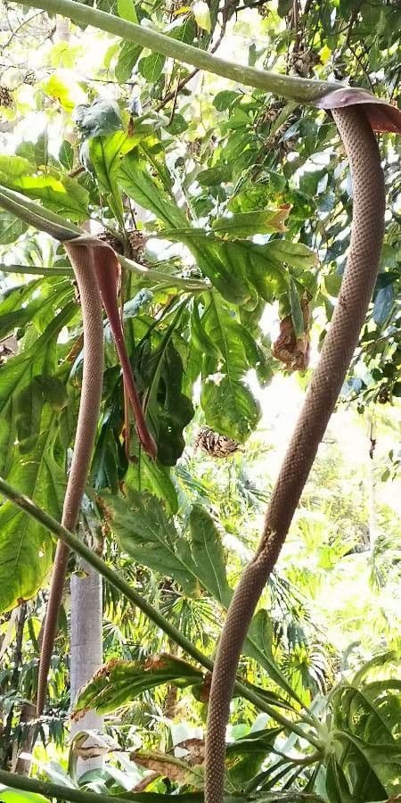 Anthurium 4