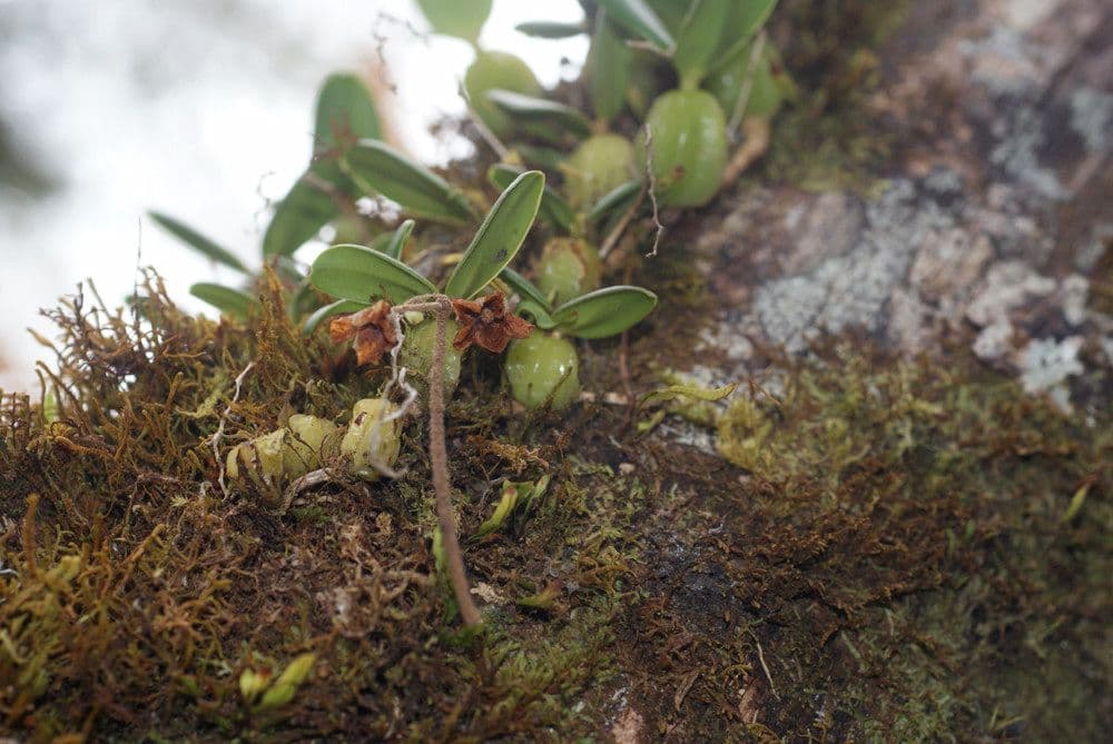 Bulbophyllum 14