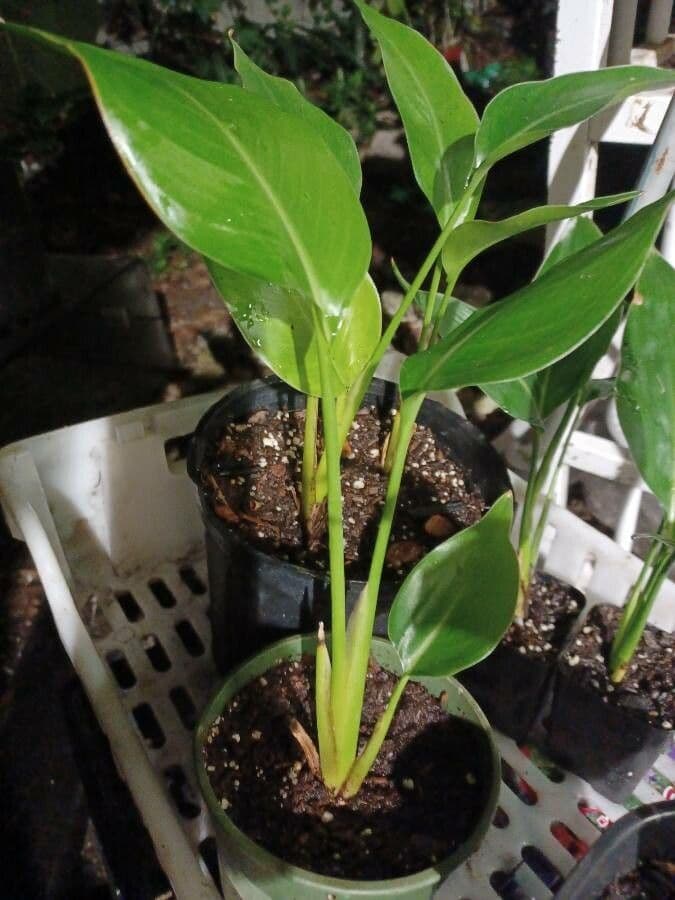 Maranta 14