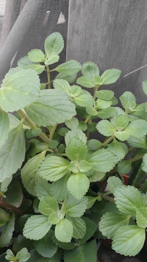 Cuban-oregano 16