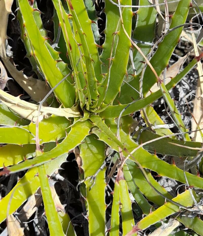 Deuterocohnia 11