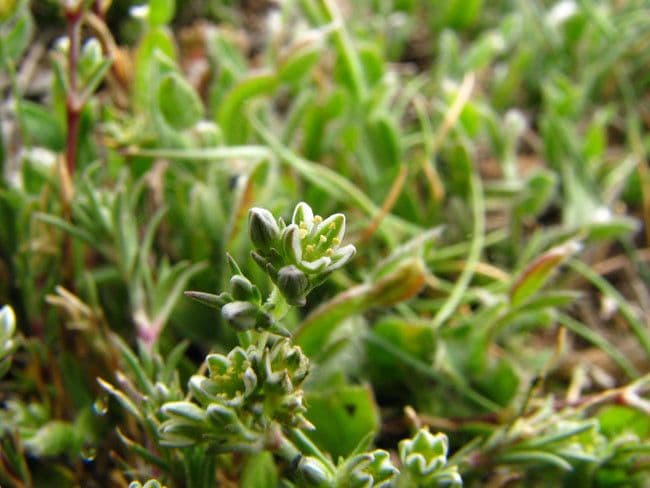 Centonchio perenne 6