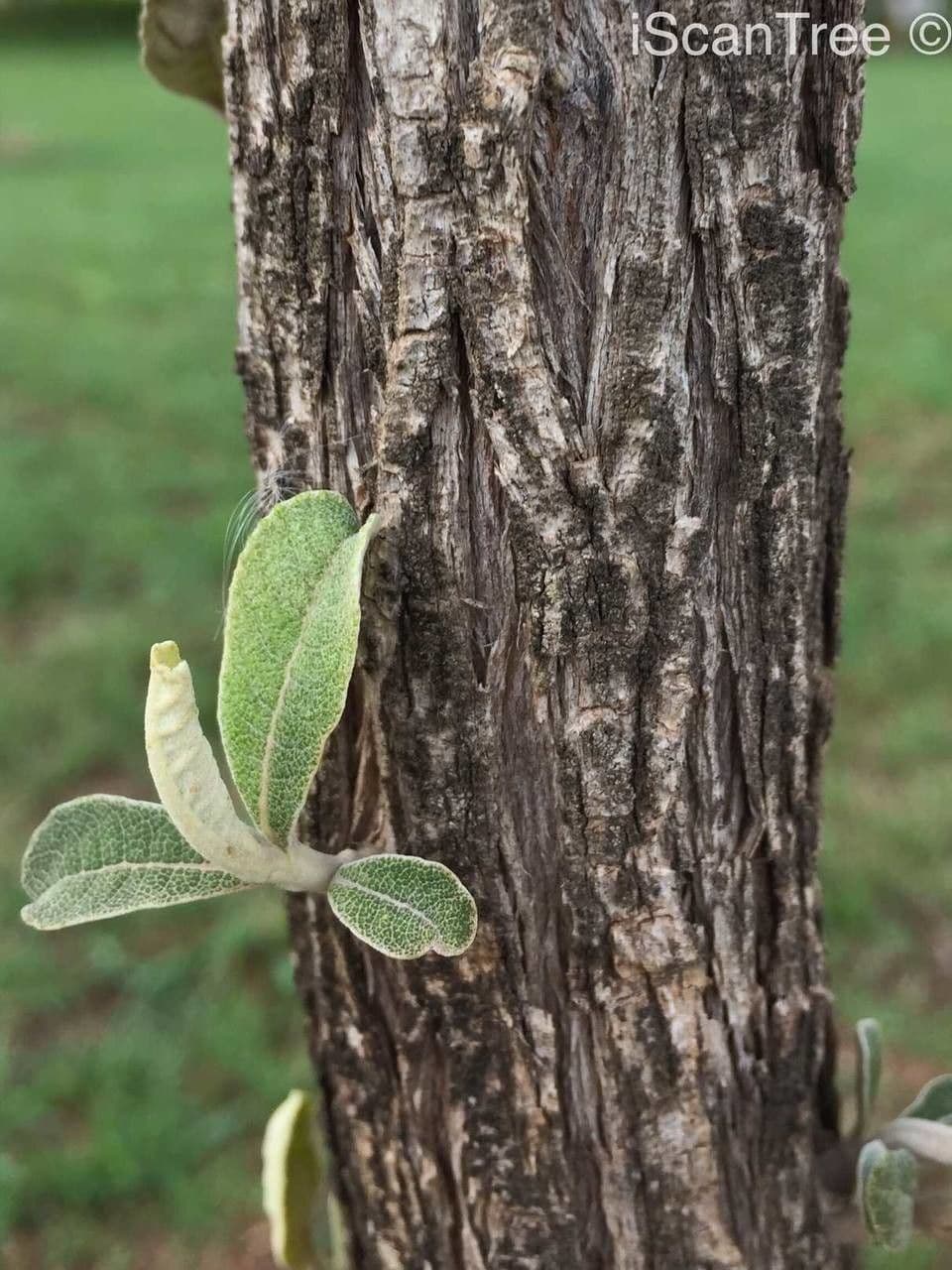 Kampherbaum 19