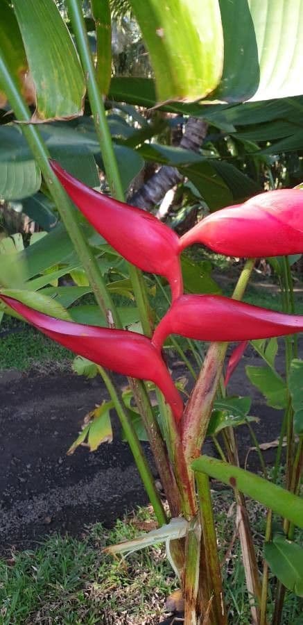 Heliconia eretta 9
