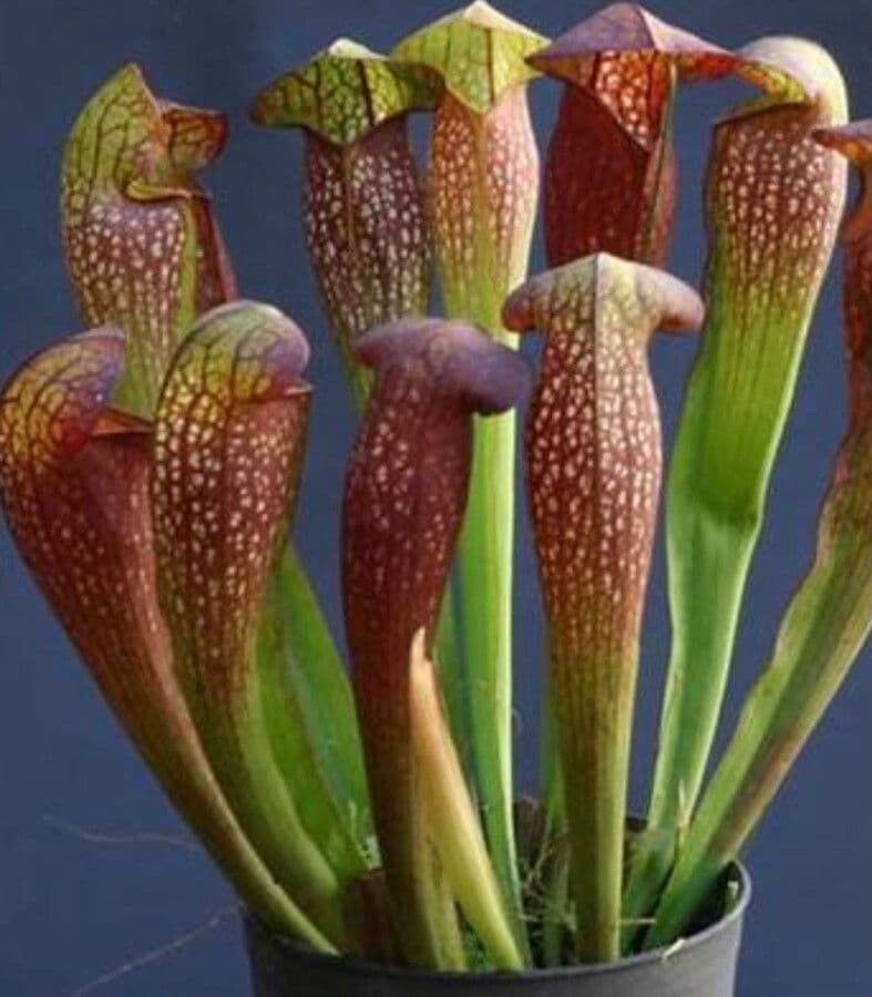 Sarracenia minore 16