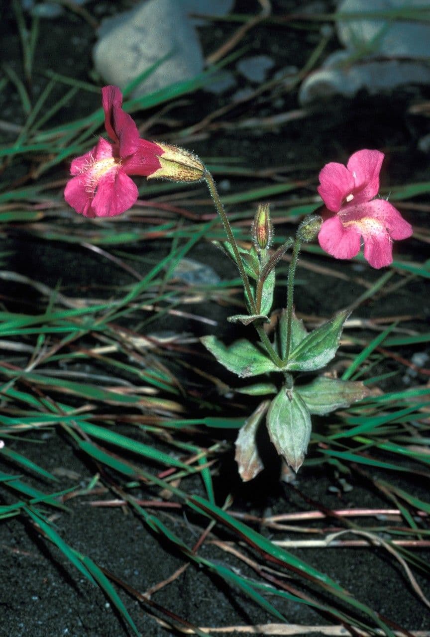 Erythranthe 6