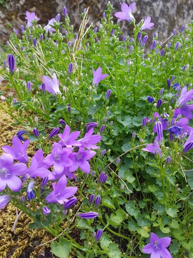 Kriechende Glockenblume 9