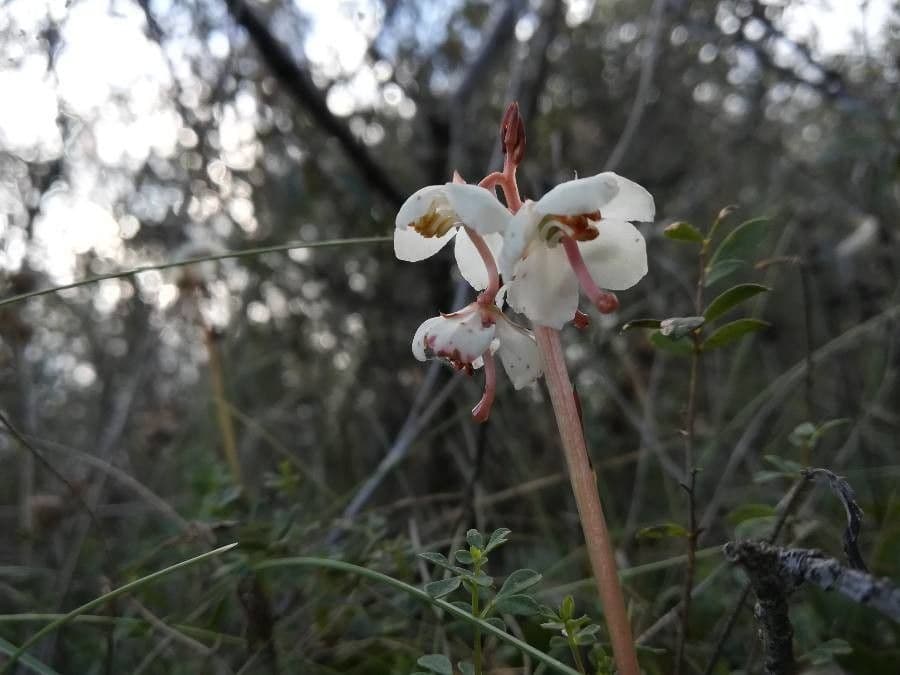 Round-leaf wintergreen 10
