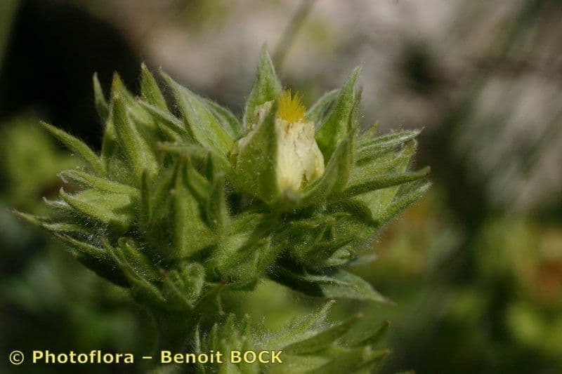 Potentilla valderiana