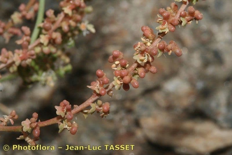 Sesamoides