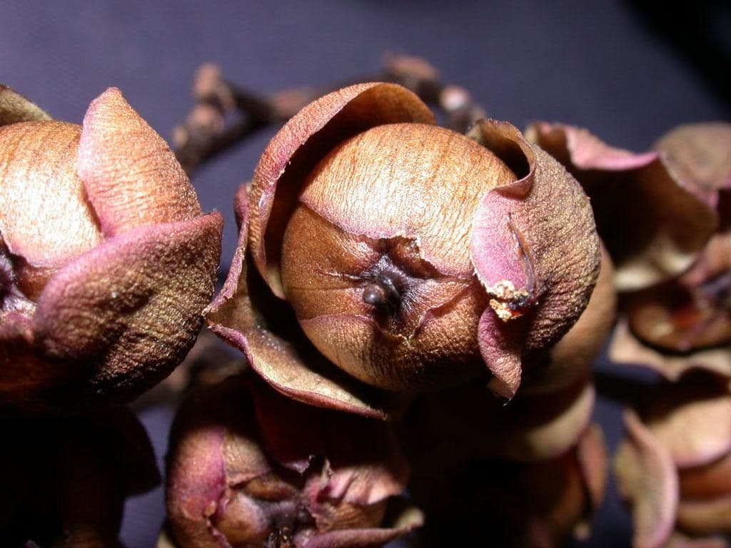 Ipomoea philomega