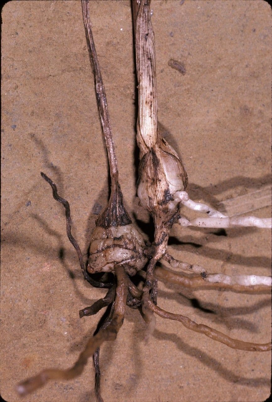 Galeandra 6