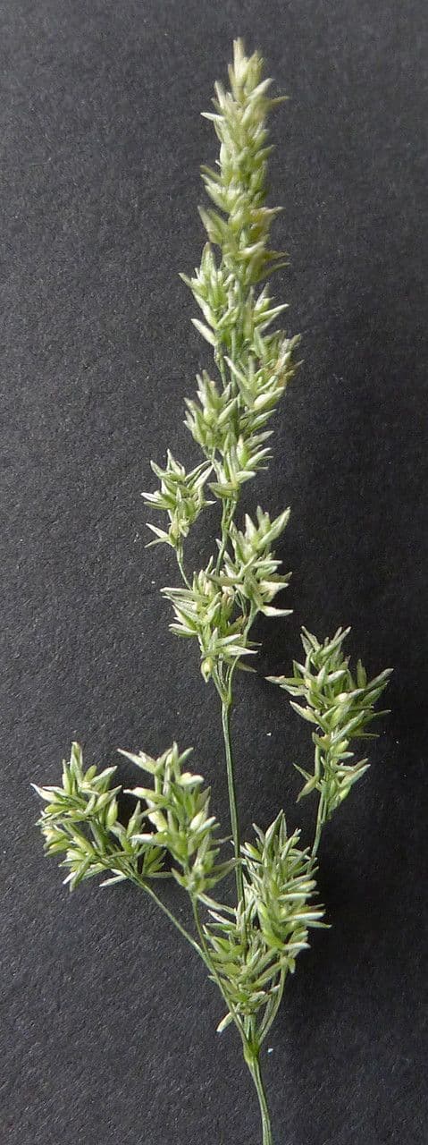 Grünes Bartgras 30