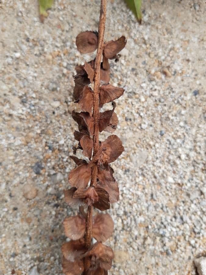 Pterocarya rhoifolia 2