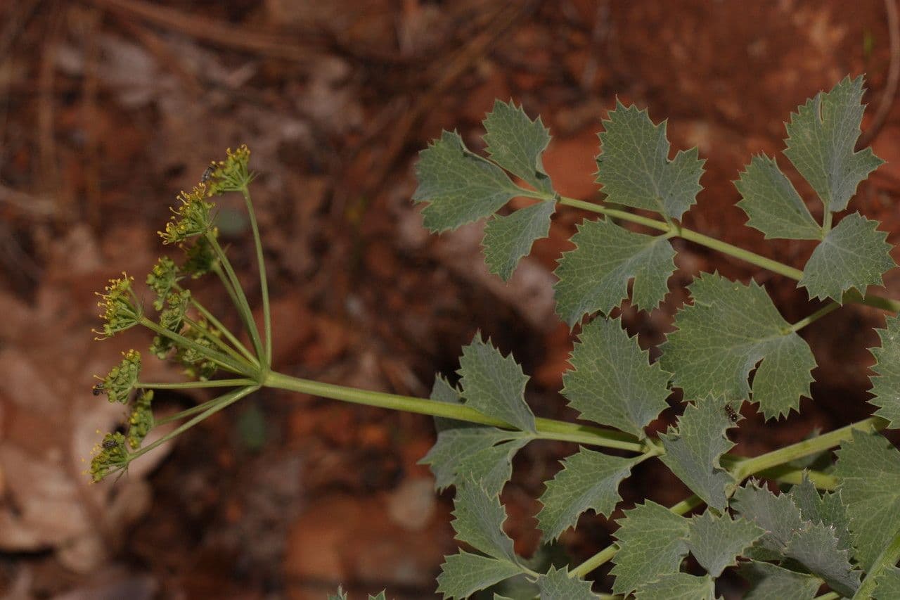 Lomatium 6