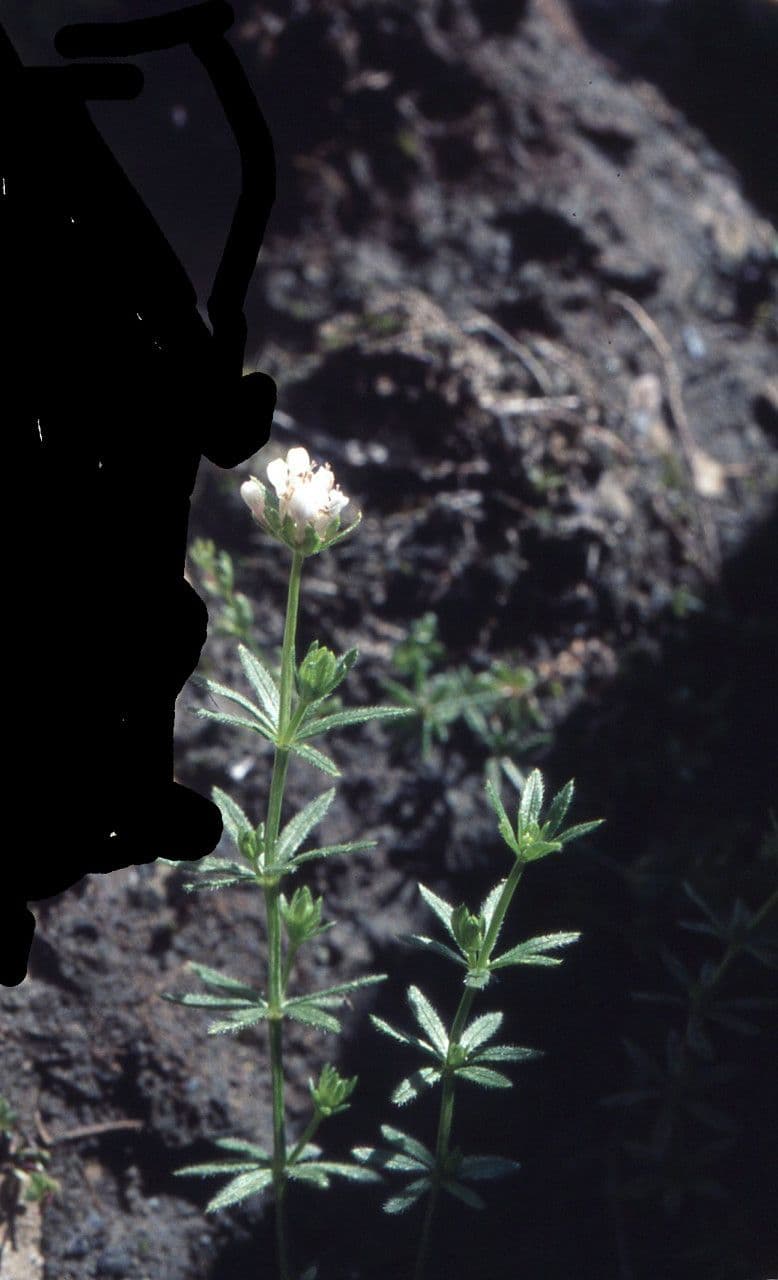 Asperula peluta 15