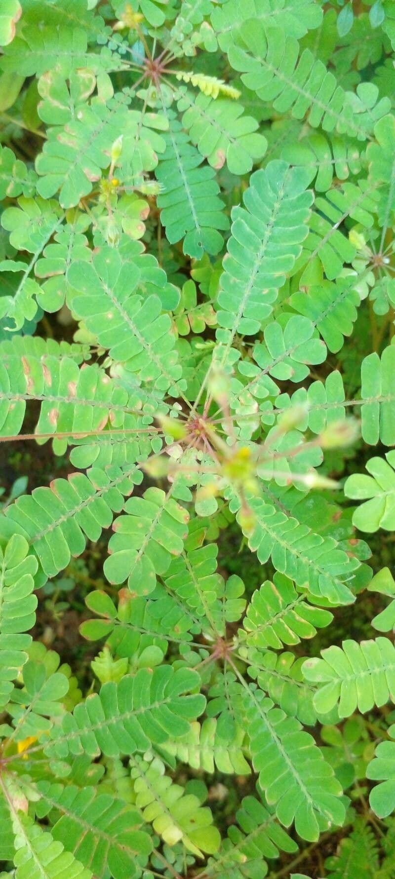 Pianta vitale 17