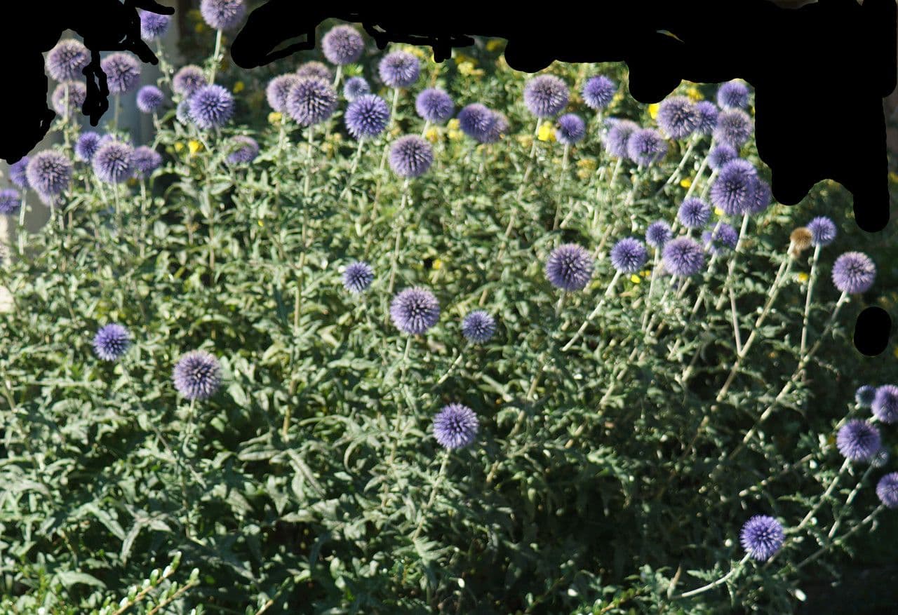 Echinops spinosissimus 15