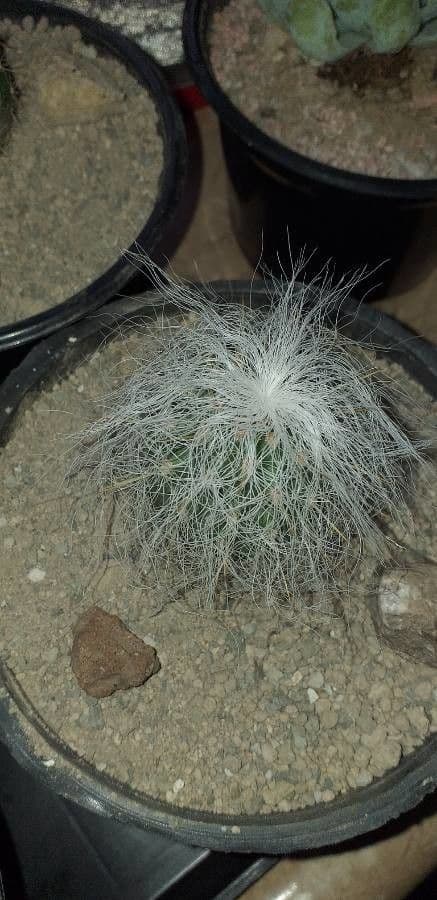 Cactus vecchio 9