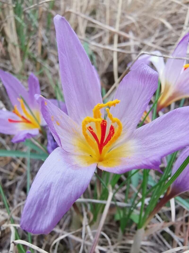 Krokus 4