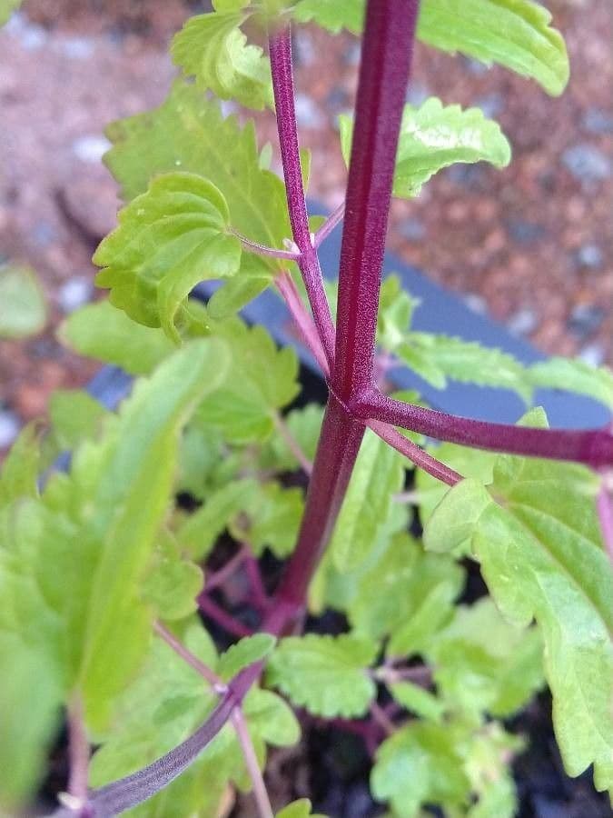 Dracocéphale de Moldavie 23