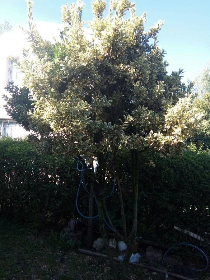Bršlen japonský 15