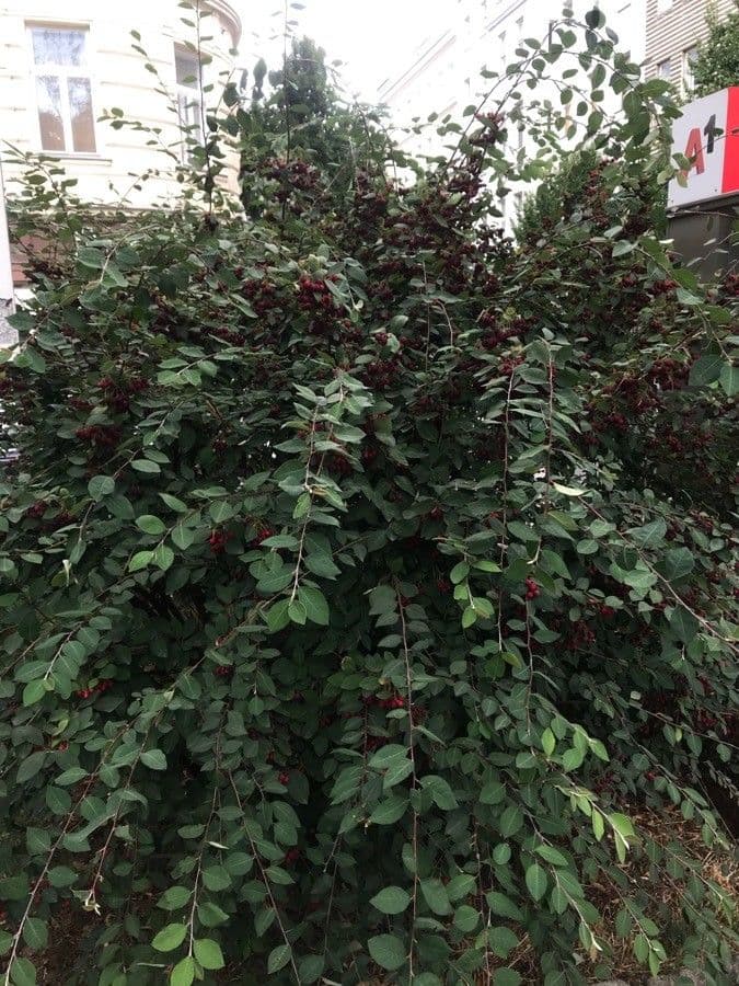 Cotoneaster 12