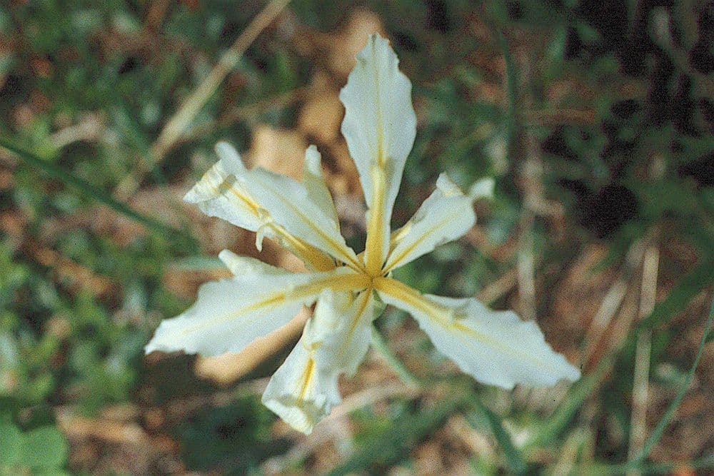 Iris 2