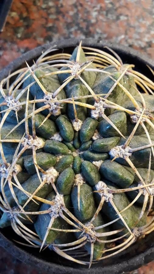 Cactus barbiche 6
