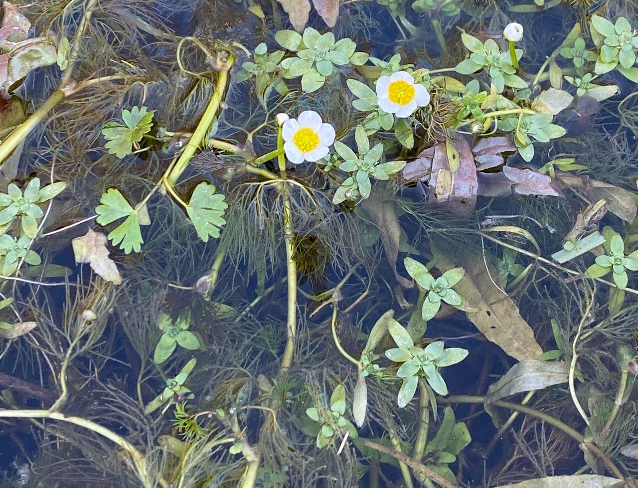 Ranuncolo acquatico 8