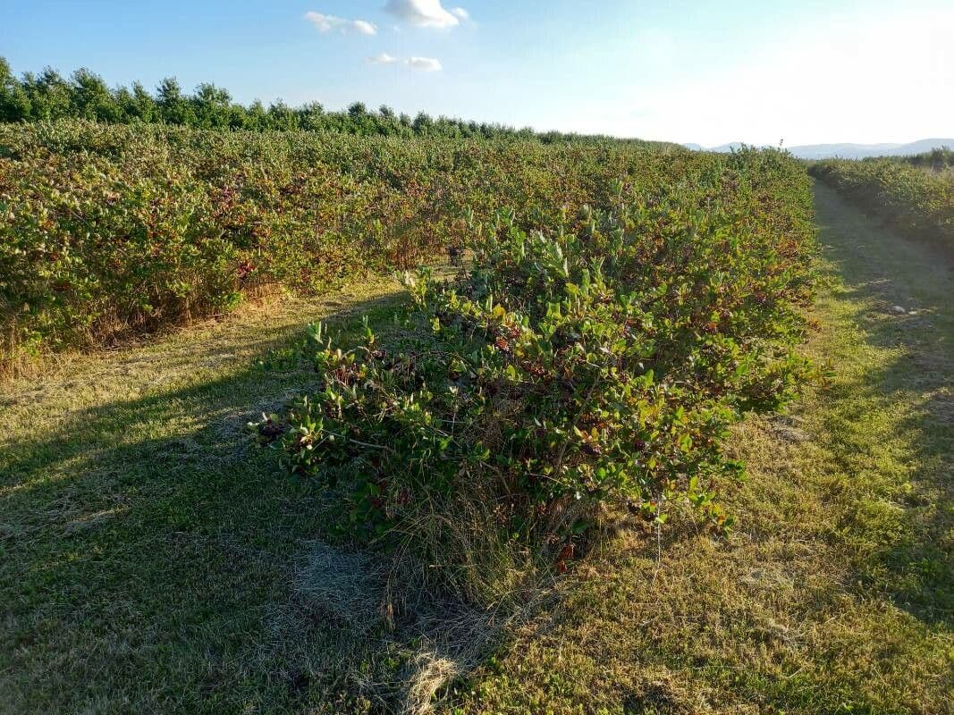 Aronia nera 12