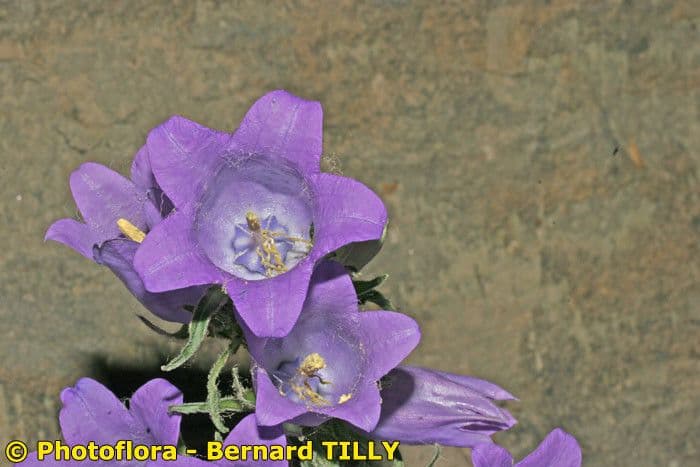 Campanula speciosa 23