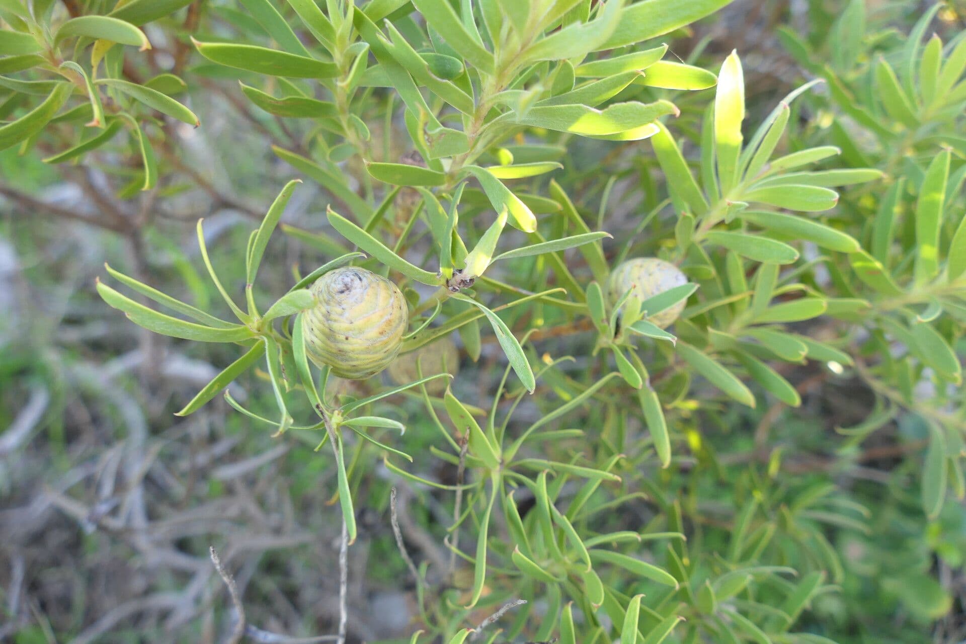 Dune yellowbush