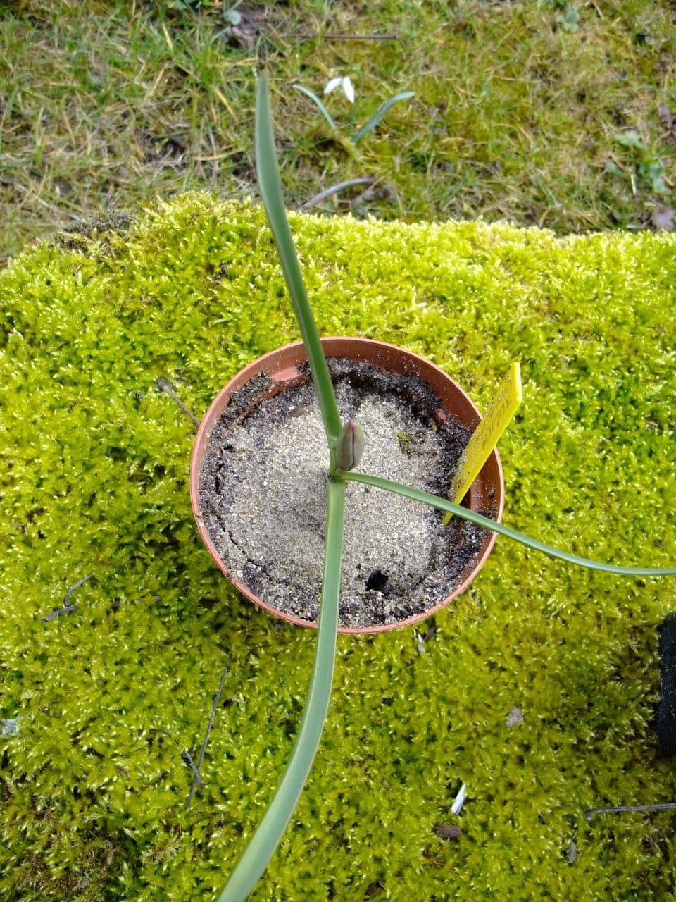 Tulipano 11