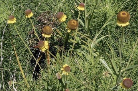 Helenium 5