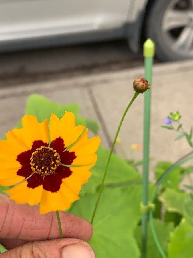 Färber-Mädchenauge 12