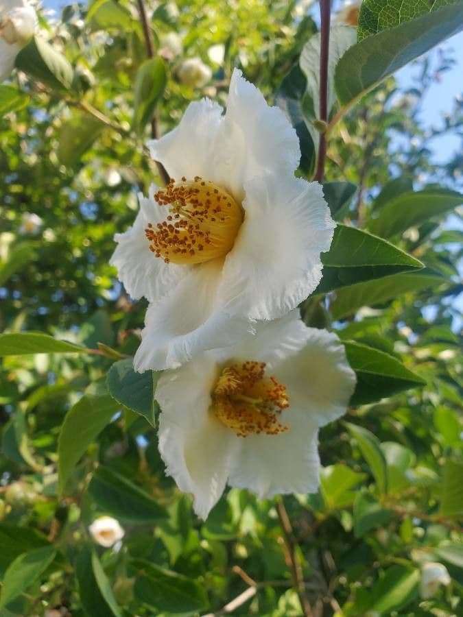 Fried-egg tree 8