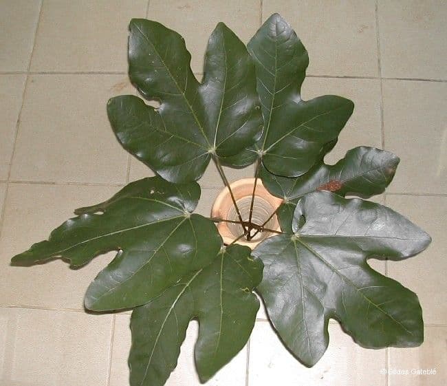 Acropogon 6