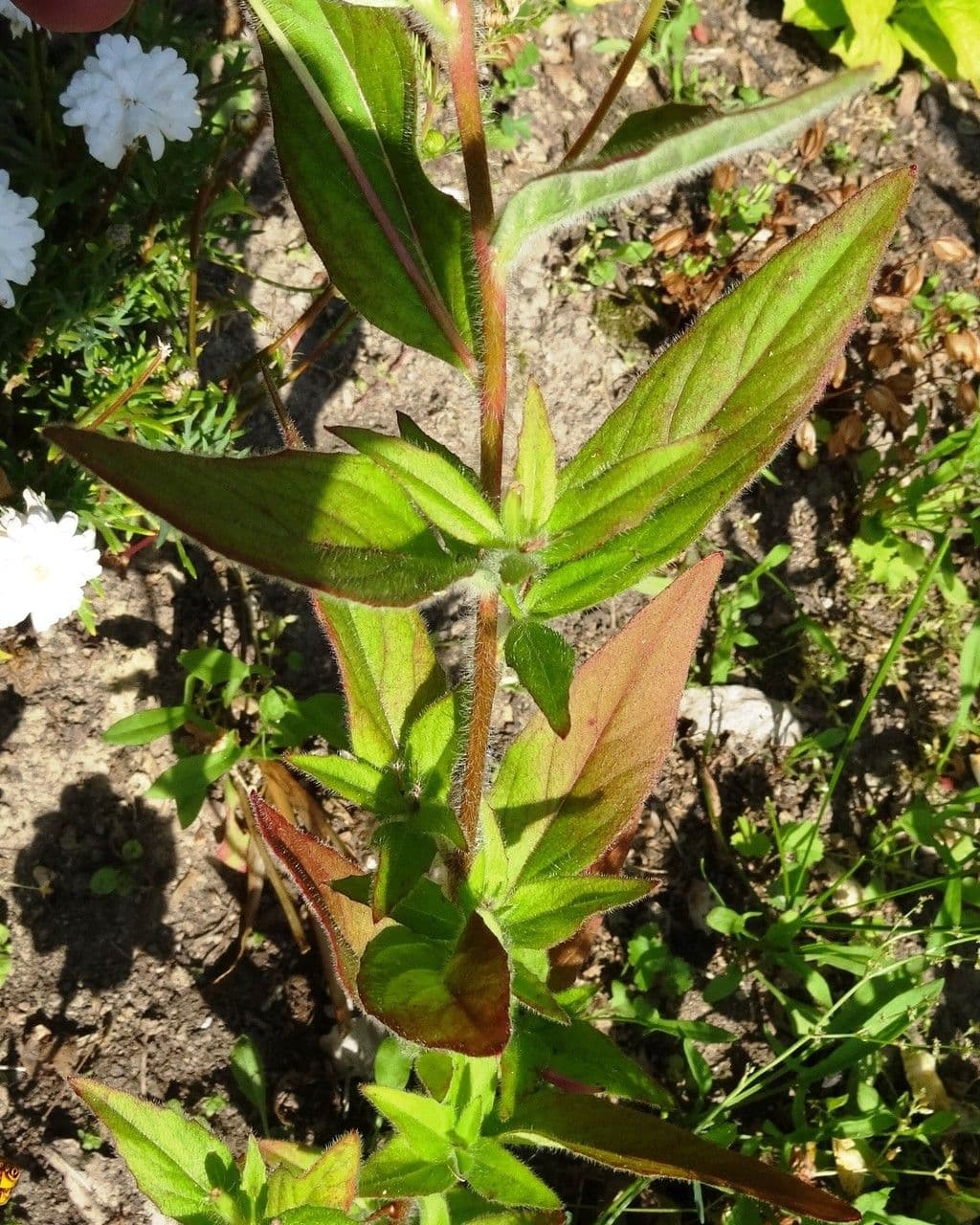 Enagra tetragona 6