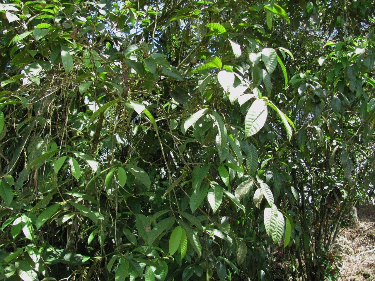 Marila 2