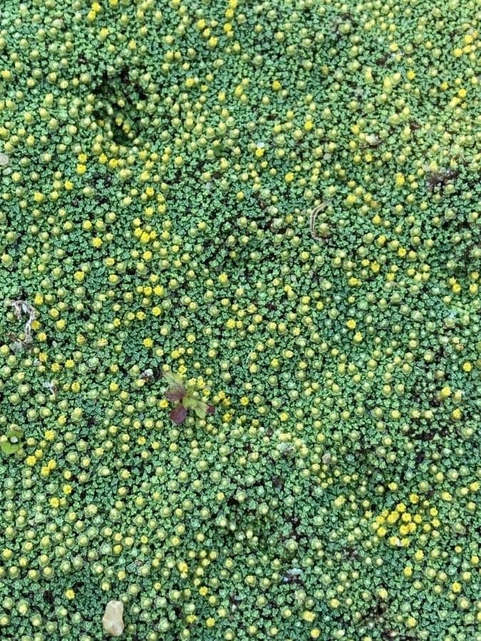 Pycnophyllum 10