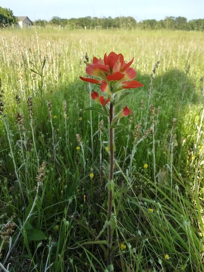 Castilleja 10