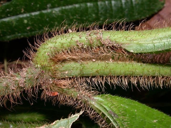Conostegia