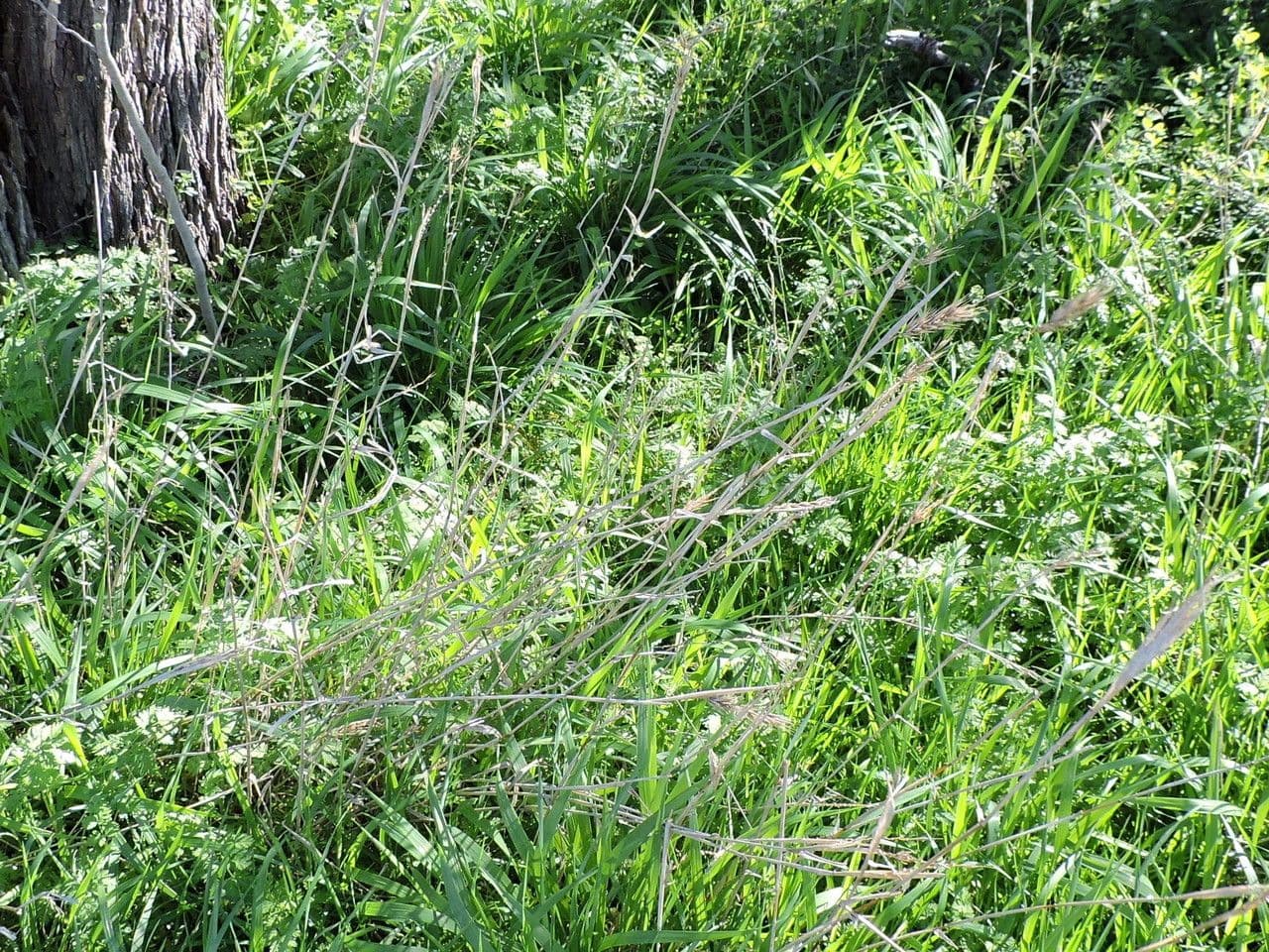 Elymus virginicus 14