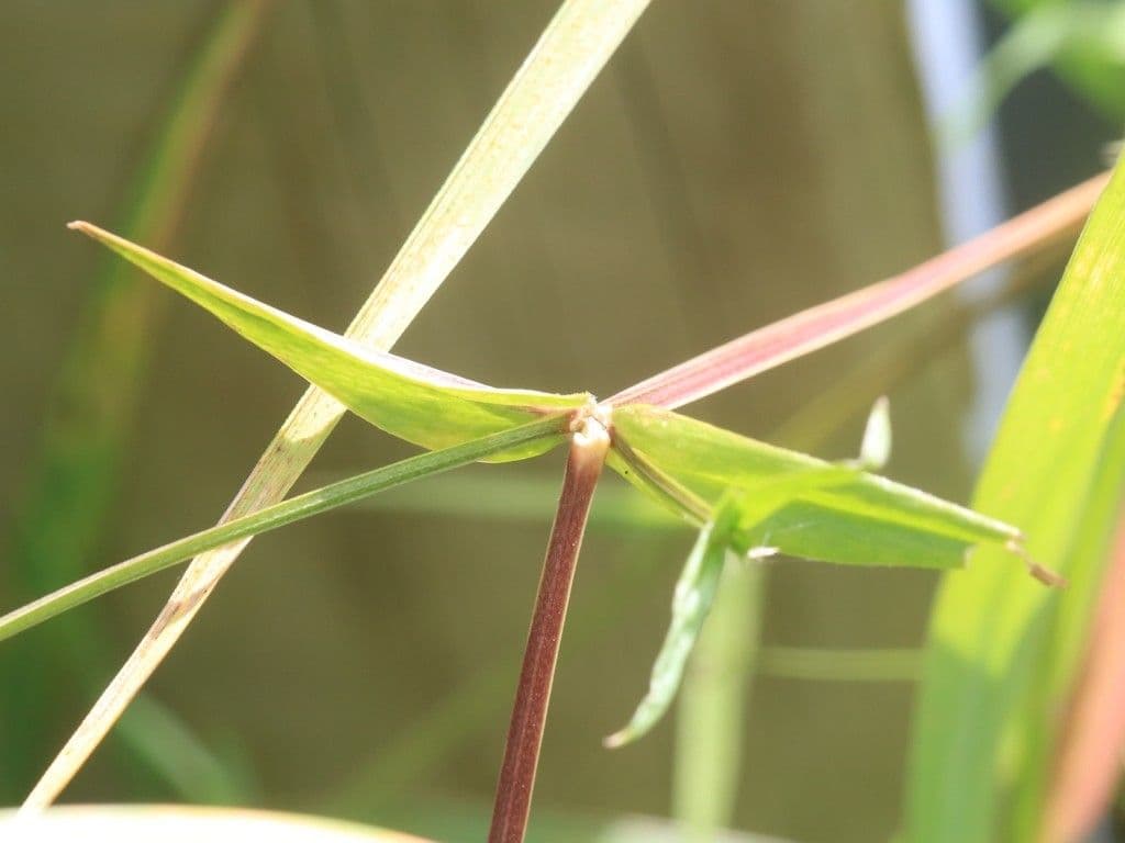 Estelaria 24