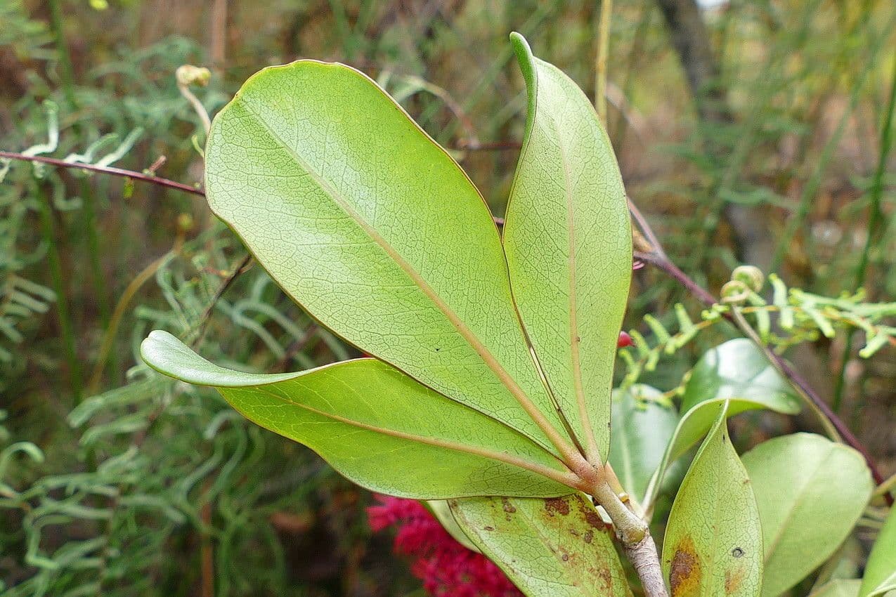 Cunonia 14