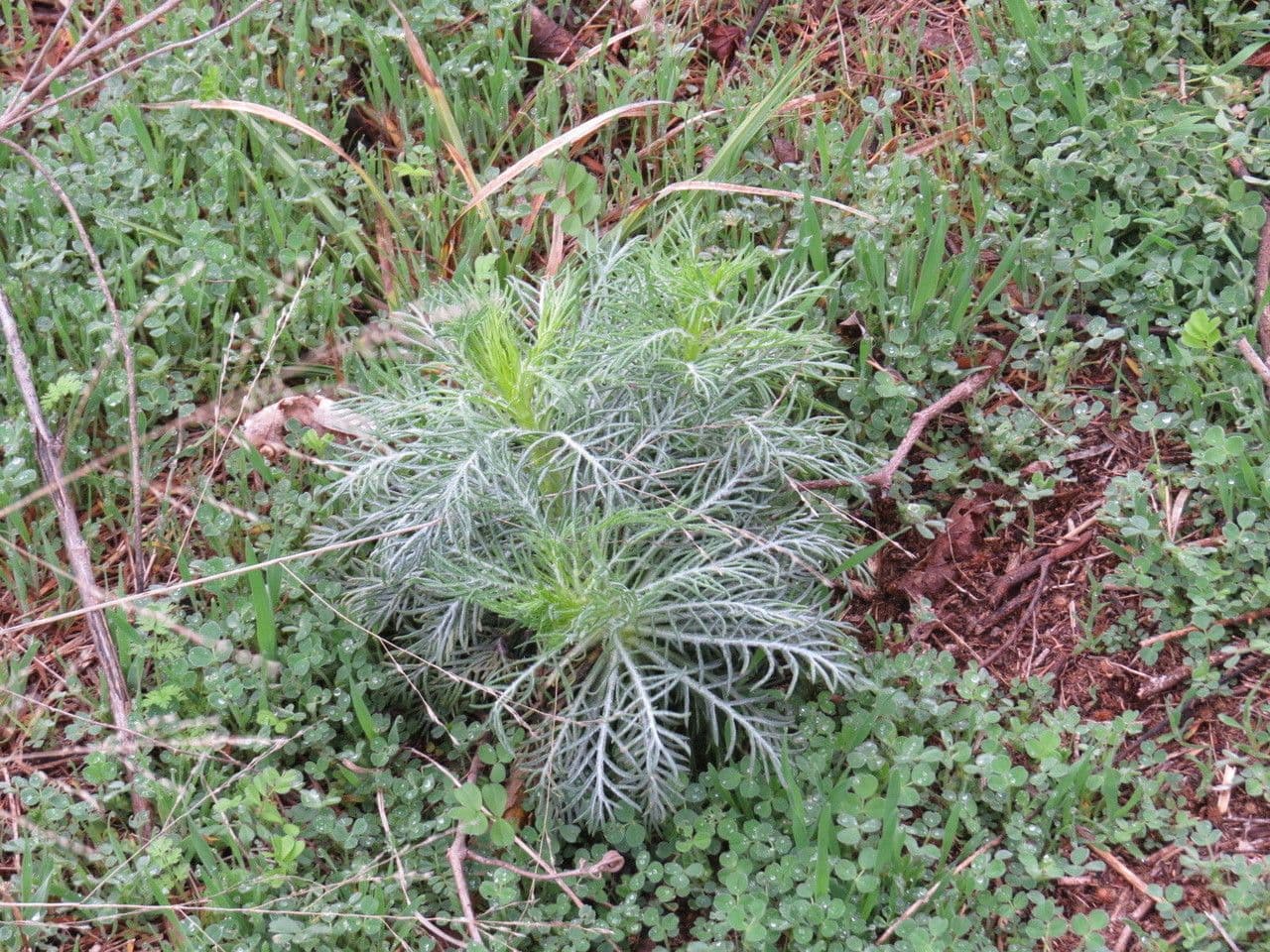 Ipomopsis rossa 9