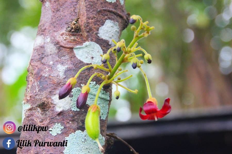 Bilimbi 10